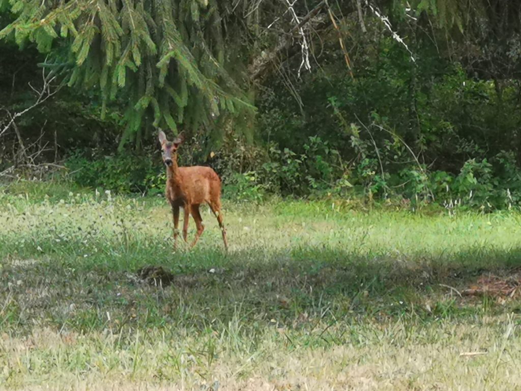 Un chevreuil photographié dans le parc