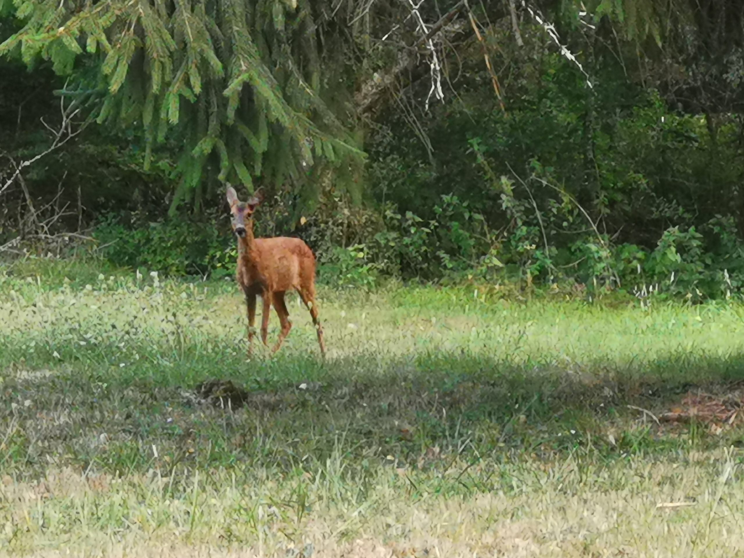 Un chevreuil photographié dans le parc
